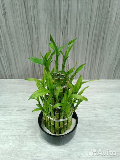 Бамбук Лаки