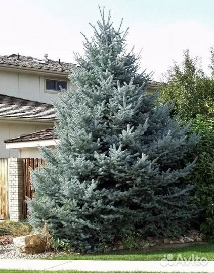 Ель голубая