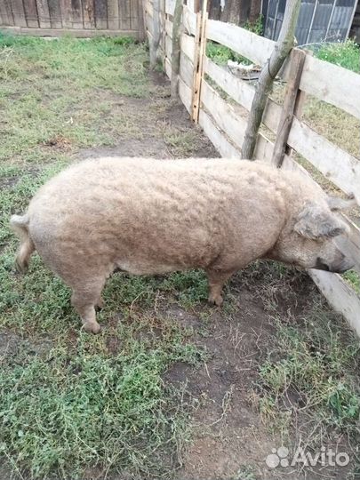 Хряк Венгерская мангалица