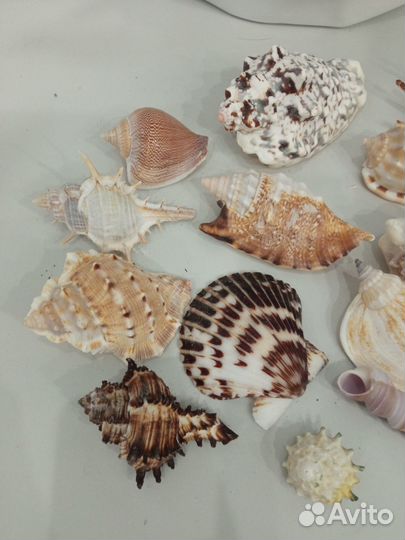 Набор ракушек