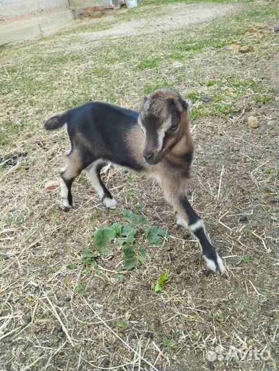 Козлики ламанча