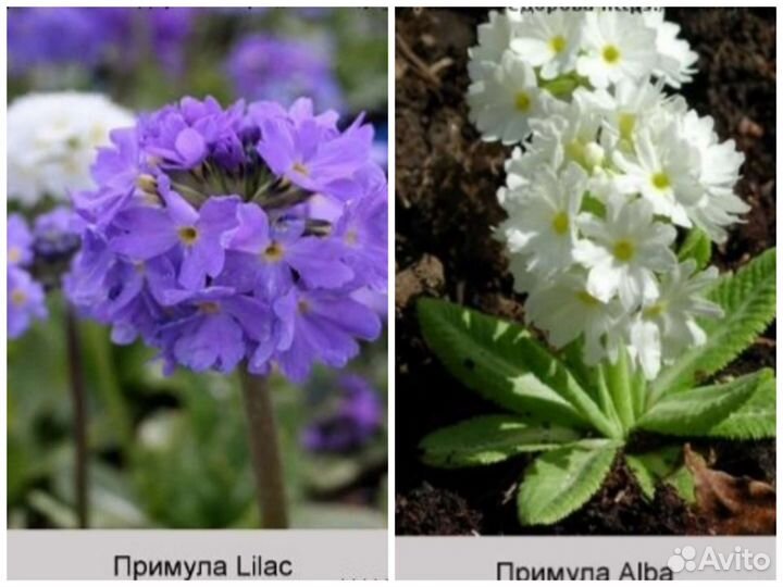 Примулы, цветы