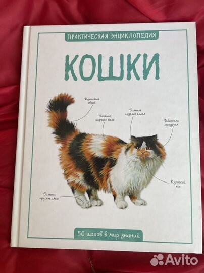 Кошки книги новые