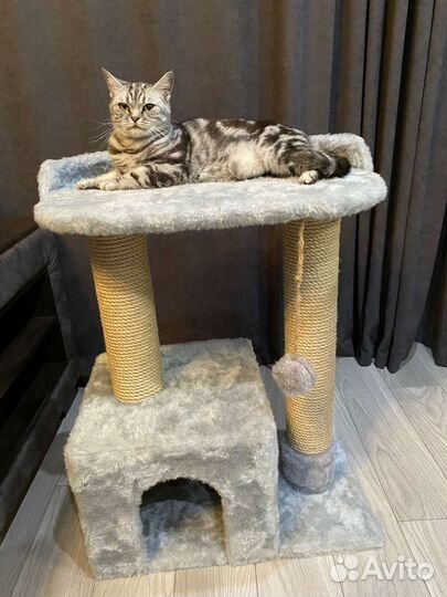 Домик для кошки, когтеточка/когтедралка