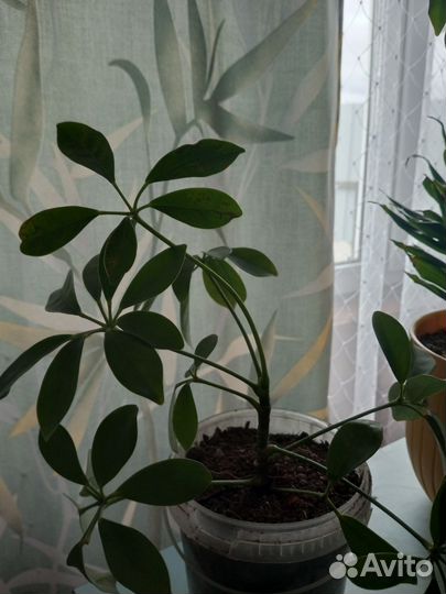 Комнатные цветы Шефлера