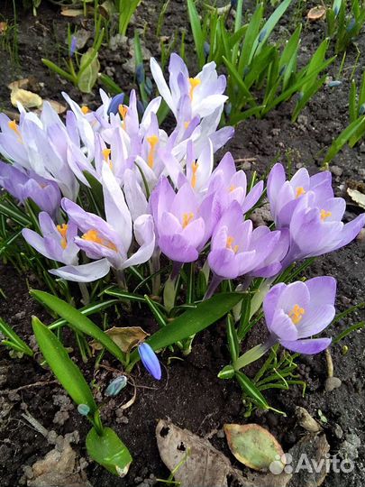 Крокусы и другие цветы