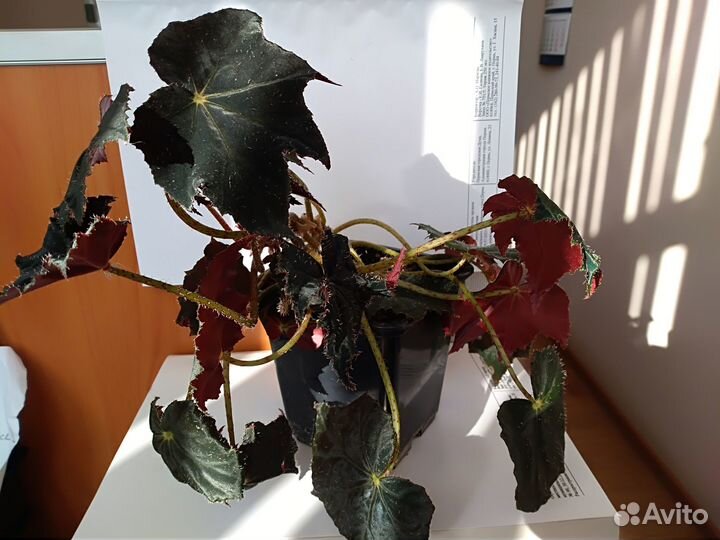 Бегония, эпипремнум, эхверия, циссус и др