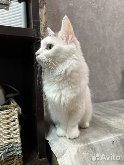 Манчкины кошки