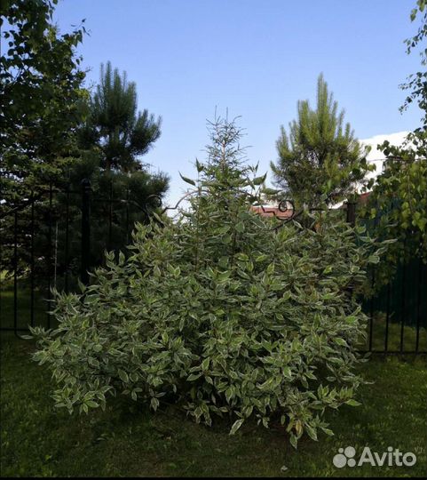 Кустарник Дëрен