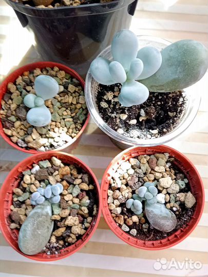 Пахифитум овиферум