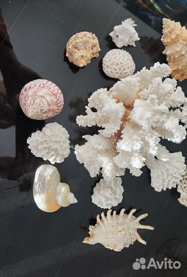 Набор морских ракушек кораллы