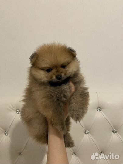 Померанский шпиц мини девочка