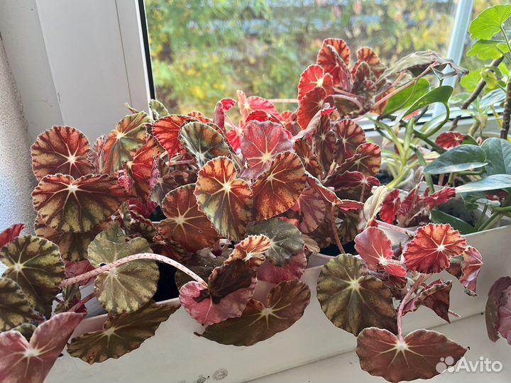 Рассада бегонии, герани, каланхоэ