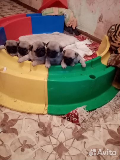 Щенки мопса