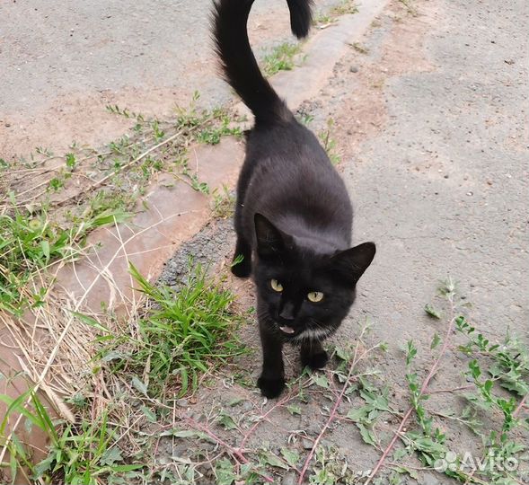 Черная пантера