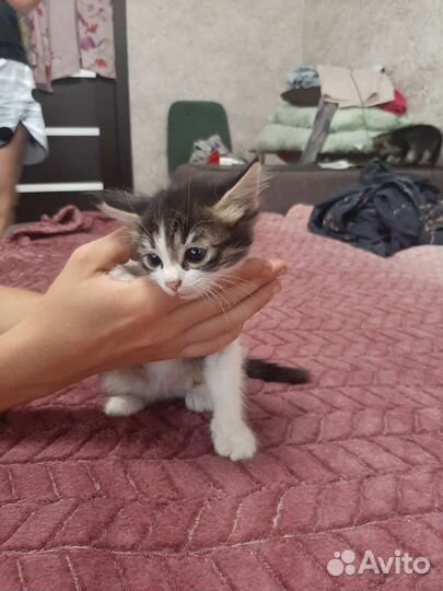 Кошка в дар бесплатно