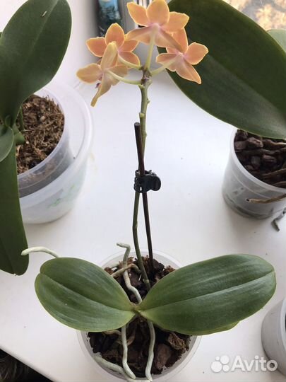 Орхидея фаленопсис Феникс(Отцвёл)