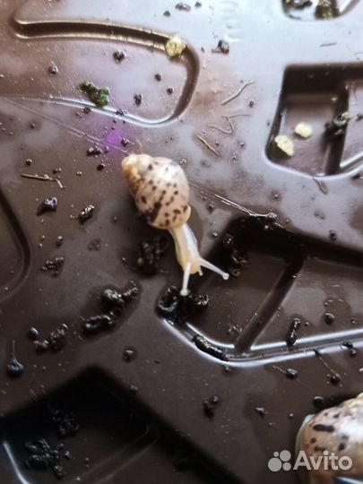 Отдам улиток ахатин