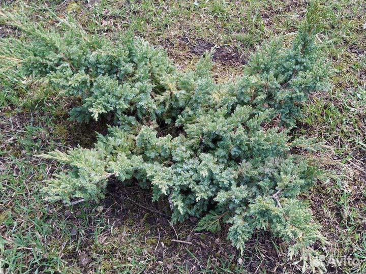 Можжевельники