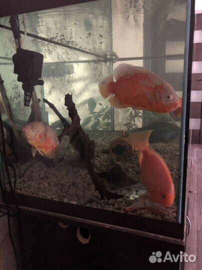 Аквариум с тумбой 500 литров