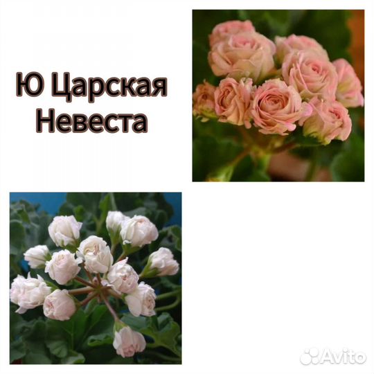 Пеларгония герань