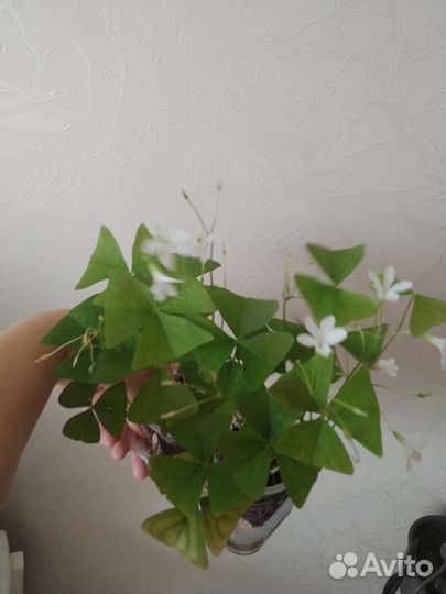 Домашние цветы