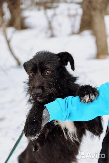 Барон - самый дружелюбный пес на свете ищет дом