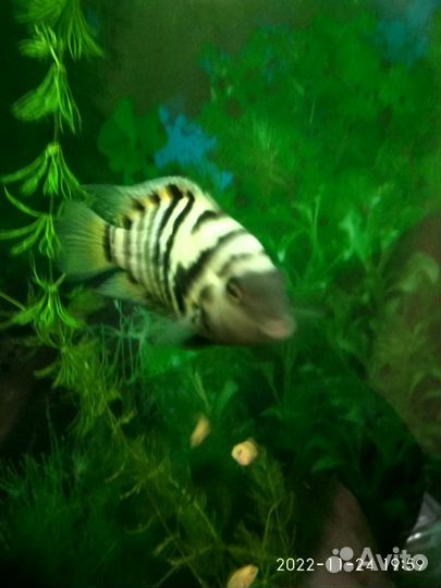 Рыбки цихлиды