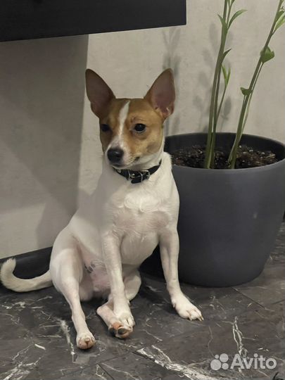 Американский той фокс терьер для вязки