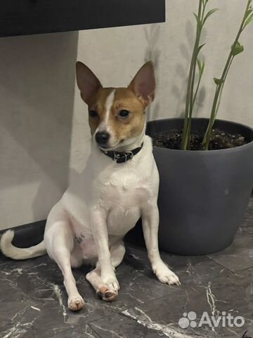 Американский той фокс терьер для вязки