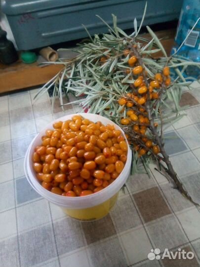 Совок для сбора ягод