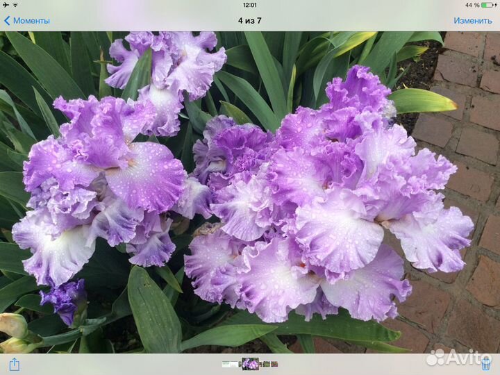 Ирисы сибирские, щетинистый, луизеанский, злаковид