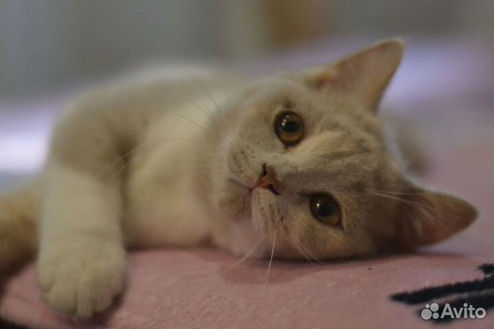 Британские котята