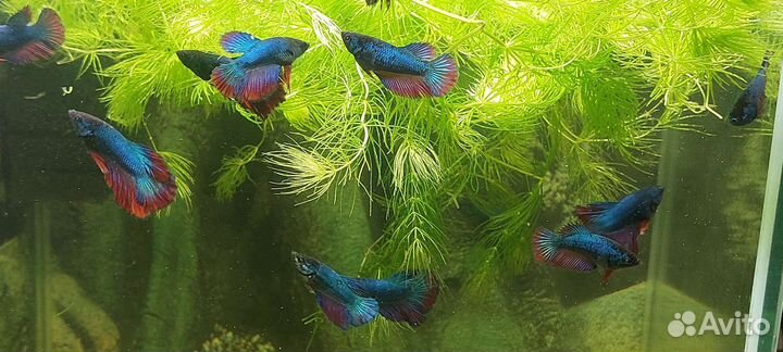 Рыбка петушок