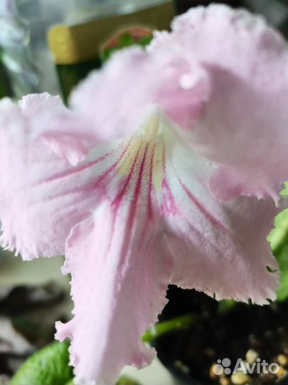 Глоксиния, стрептокарпусы