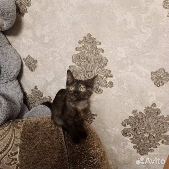 Нужен дом малышу