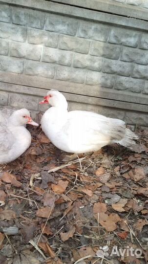 Мускусные утки