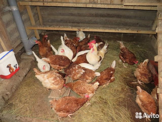 Птица яранск