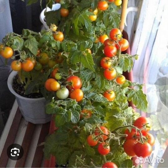 Помидор на окне круглый год