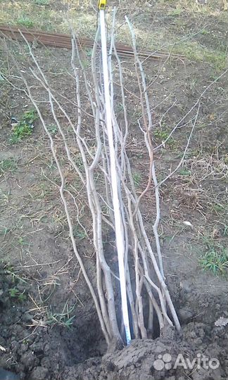 Саженцы граба
