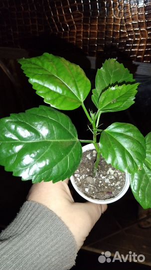 Зефирантес и Гибискус