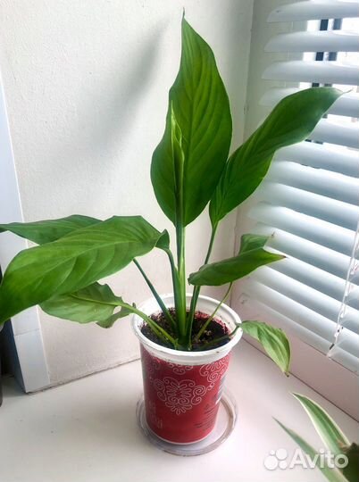 Комнатные цветы