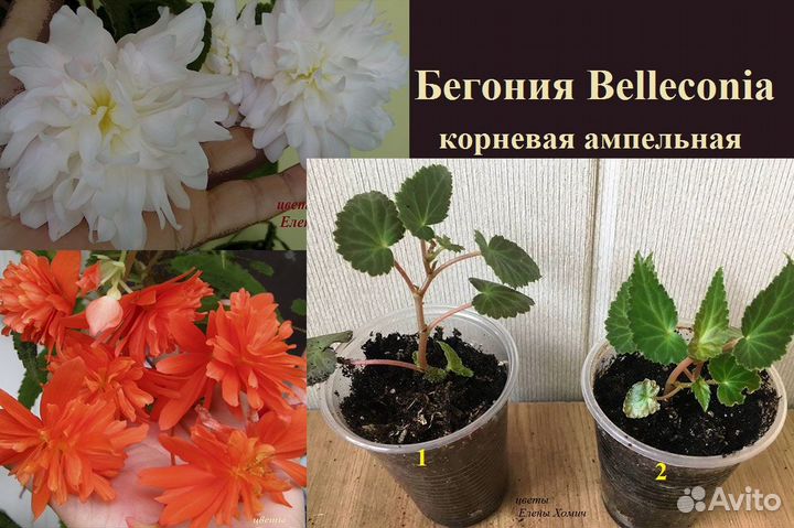 Бегонии Глюарка,мэсона,беллекони,элатиор,каудекс