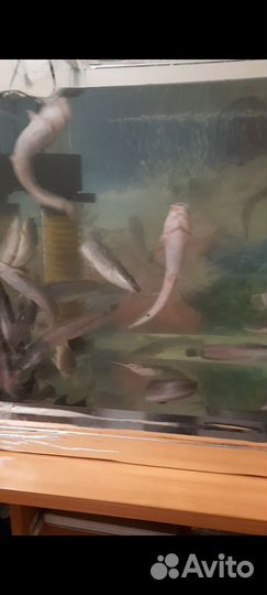 Африканский сом