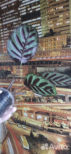 Калатея Макояна