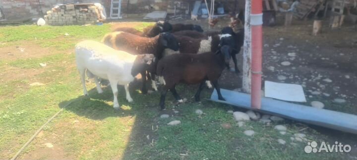 Продаются бараны