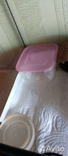 Эублефар с террариумом