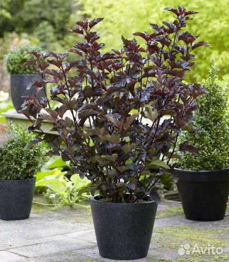 Пузыреплодник калинолистный