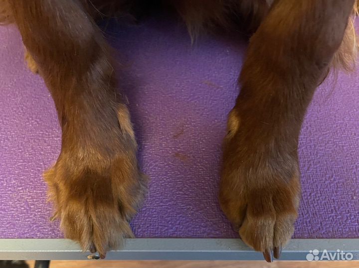 Грумер для Вашей собаки