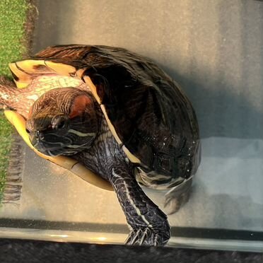 Красноухая черепаха